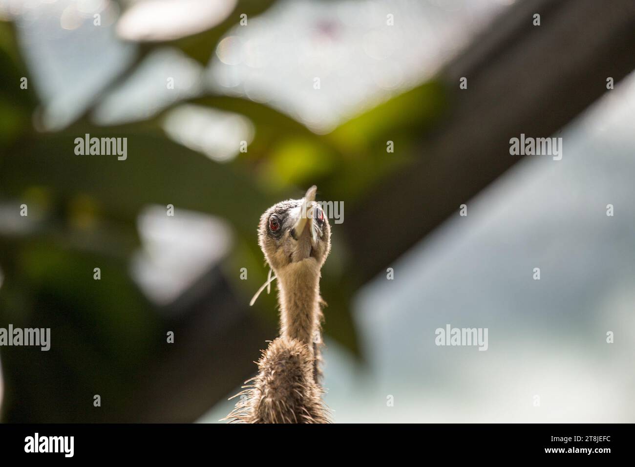 Uno splendido Anhinga, noto anche come tacchino d'acqua, si erge maestosamente su un ramo, il suo lungo collo simile a un serpente e il caratteristico piumaggio che riflette il suo aq Foto Stock