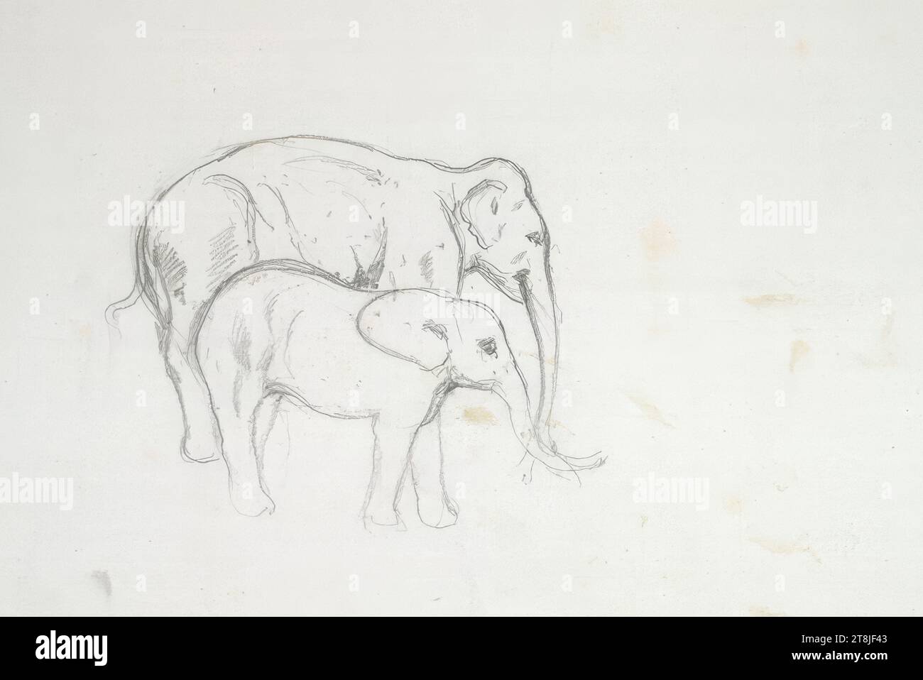 Bozzetto di un elefante con il suo giovane, quaderno Passini Johann Nepomuk; 31 pagine impaginate, Johann Nepomuk Passini, Vienna 1798 - 1874 Graz, bozzetto: 1871-1872, disegno, matita, foglio: 17,8 cm x 23,9 cm, Austria Foto Stock
