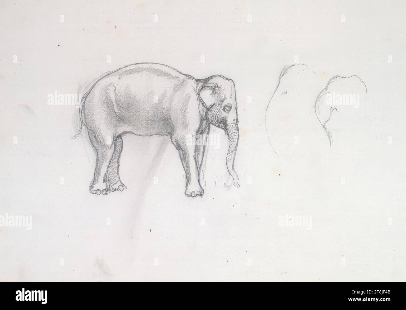 Schizzo di un giovane elefante, bozzetto Passini Johann Nepomuk; 31 pagine impaginate, Johann Nepomuk Passini, Vienna 1798 - 1874 Graz, bozzetto: 1871-1872, disegno, matita, foglio: 17,8 cm x 23,9 cm, Austria Foto Stock