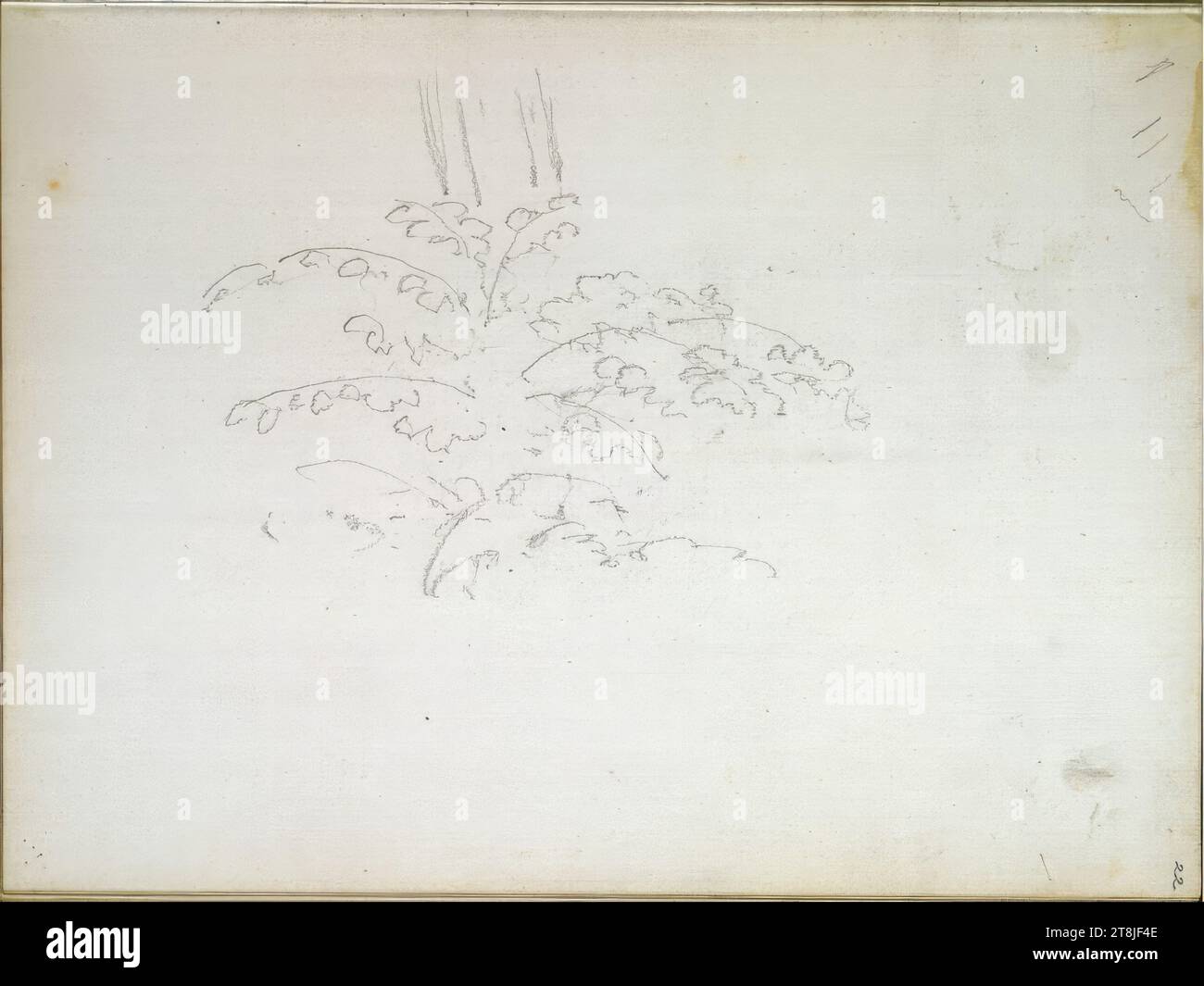 Studio delle piante, bozzetto Passini Johann Nepomuk; 31 pagine impaginate, Johann Nepomuk Passini, Vienna 1798 - 1874 Graz, bozzetto: 1871-1872, disegno, matita, foglio: 17,8 cm x 23,9 cm, Austria Foto Stock