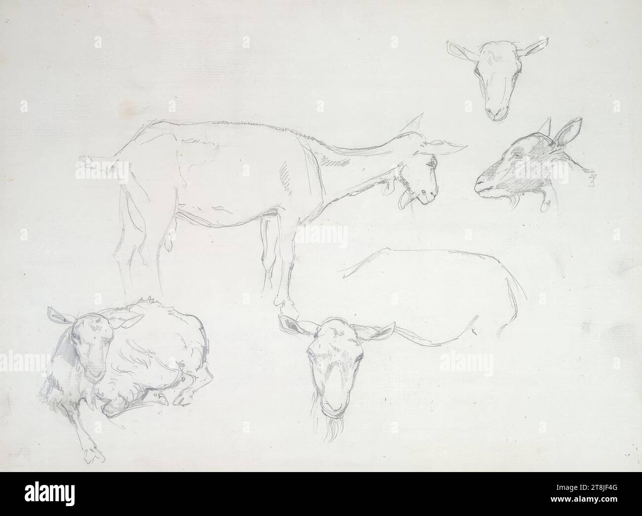 Studi di capra, bozzetto Passini Johann Nepomuk; 31 pagine impaginate, Johann Nepomuk Passini, Vienna 1798 - 1874 Graz, bozzetto: 1871-1872, disegno, matita, foglio: 17,8 cm x 23,9 cm, Austria Foto Stock