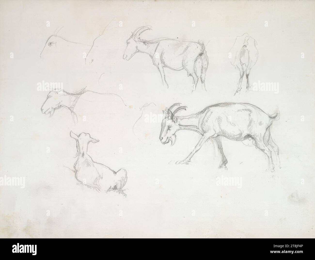 Studi di capra, bozzetto Passini Johann Nepomuk; 31 pagine impaginate, Johann Nepomuk Passini, Vienna 1798 - 1874 Graz, bozzetto: 1871-1872, disegno, matita, foglio: 17,8 cm x 23,9 cm, Austria Foto Stock