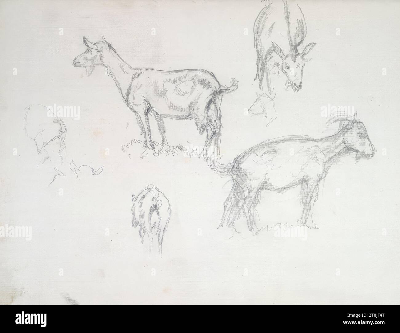 Studi di capra, bozzetto Passini Johann Nepomuk; 31 pagine impaginate, Johann Nepomuk Passini, Vienna 1798 - 1874 Graz, bozzetto: 1871-1872, disegno, matita, foglio: 17,8 cm x 23,9 cm, Austria Foto Stock