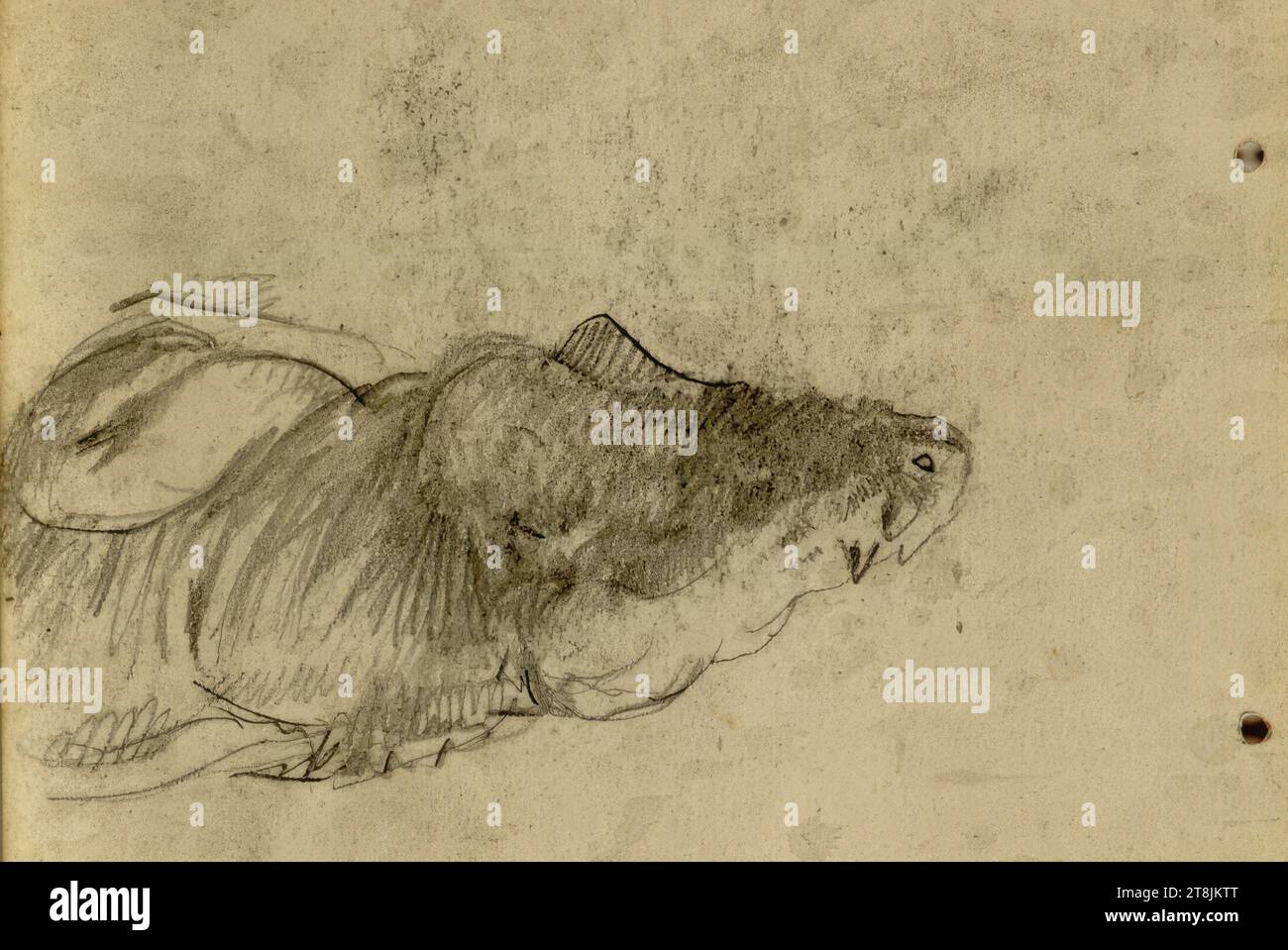 Studio sugli animali, Josef Engelhart, Vienna 1864 - 1941 Vienna, disegno, matita, 8,9 x 12,9 cm, Austria Foto Stock