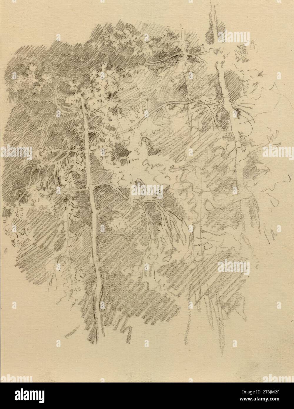 Studi sugli alberi, Josef Engelhart, Vienna 1864 - 1941 Vienna, disegno, matita, 16,1 x 11,5 cm, Austria Foto Stock