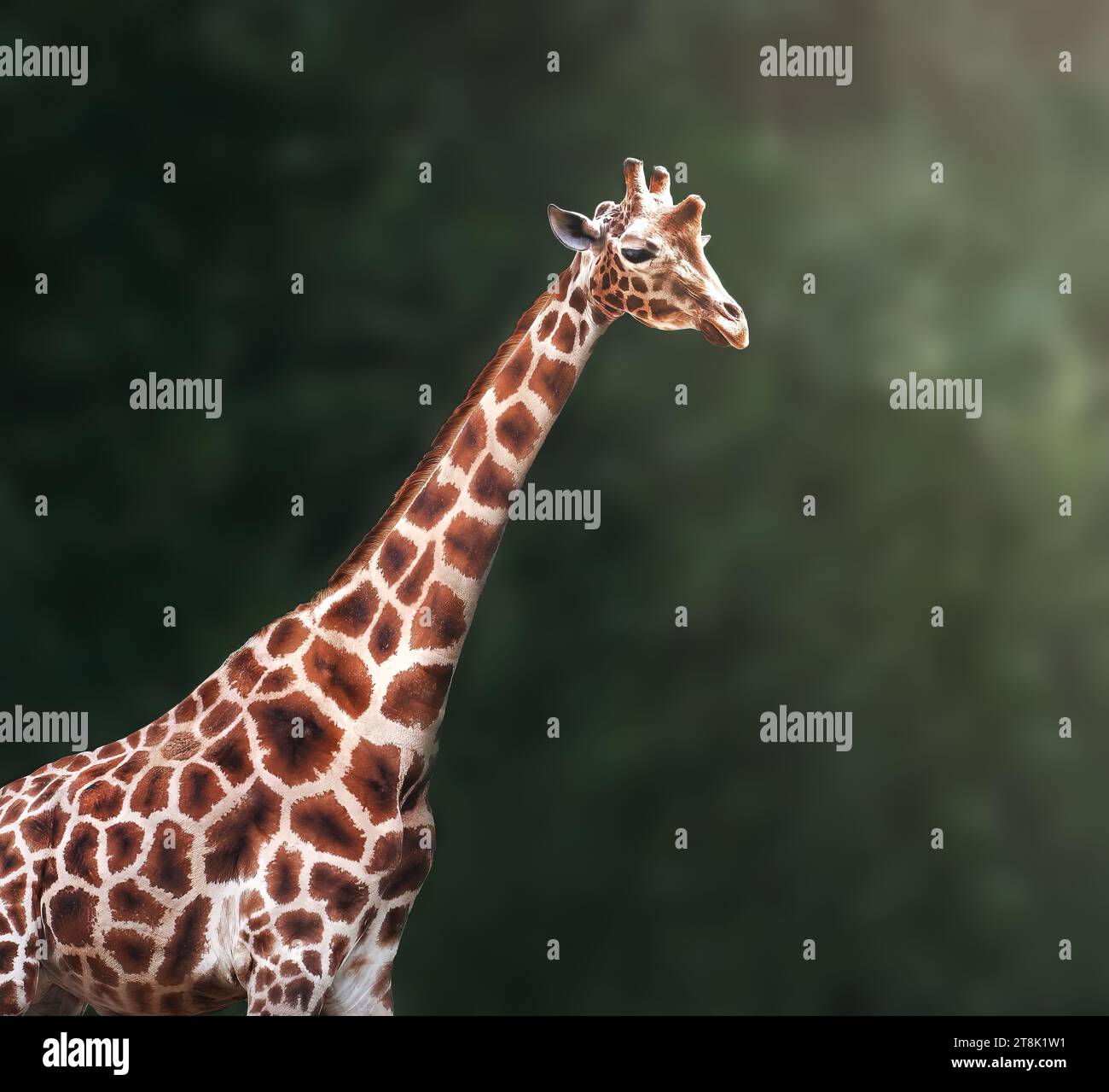 Giraffa Rothschilds (giraffa camelopardalis rothschildi) Foto Stock