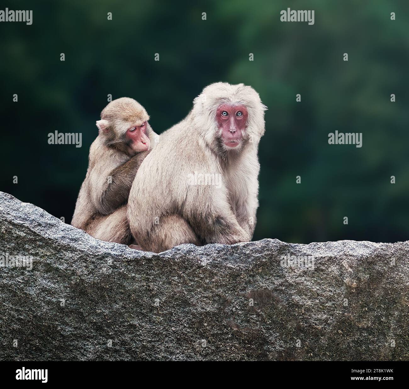 Macachi giapponesi o pulitura delle scimmie delle nevi (macaca fuscata) Foto Stock