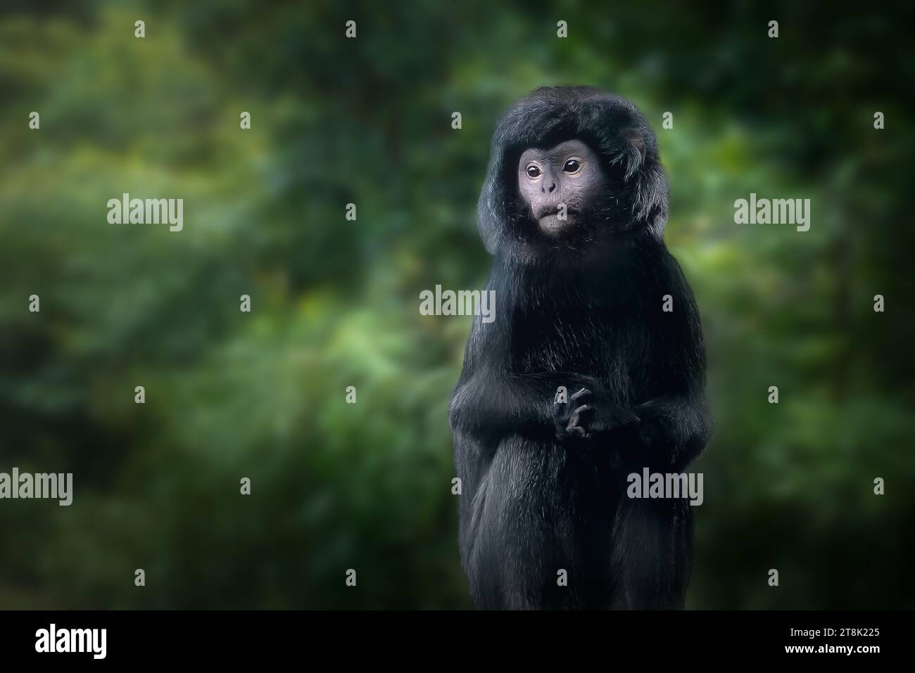 Langur di Giava orientale (trachypithecus auratus) Foto Stock