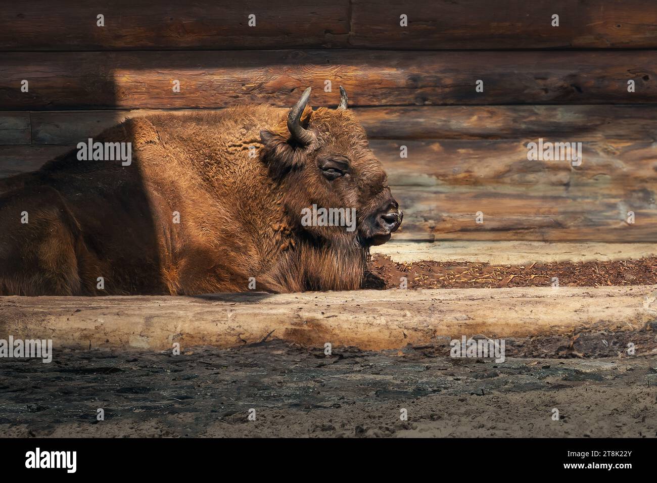 European Bison Resting (bison bonasus) Foto Stock