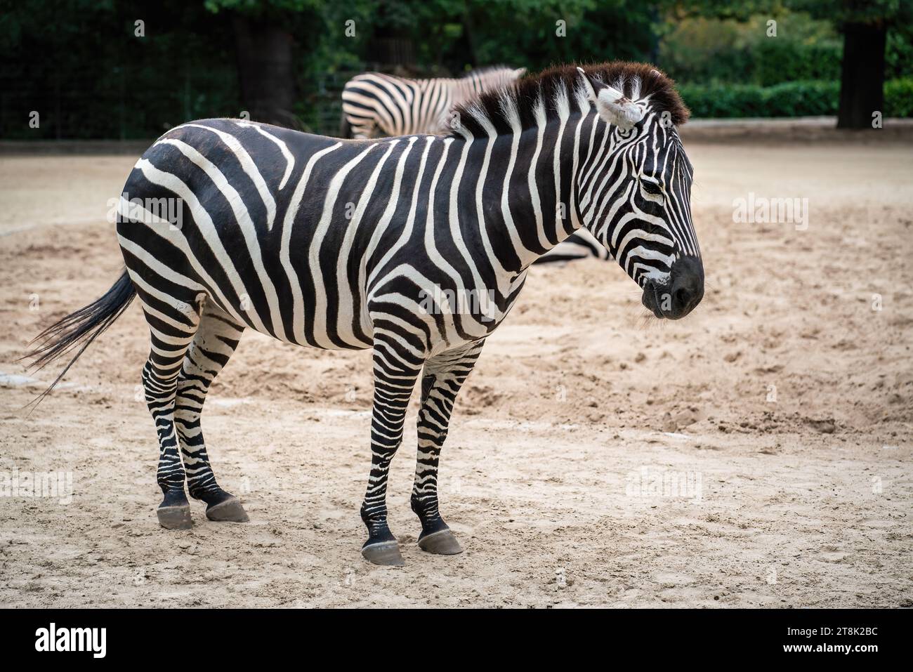 Grants Zebra (equus quagga boehmi) Foto Stock