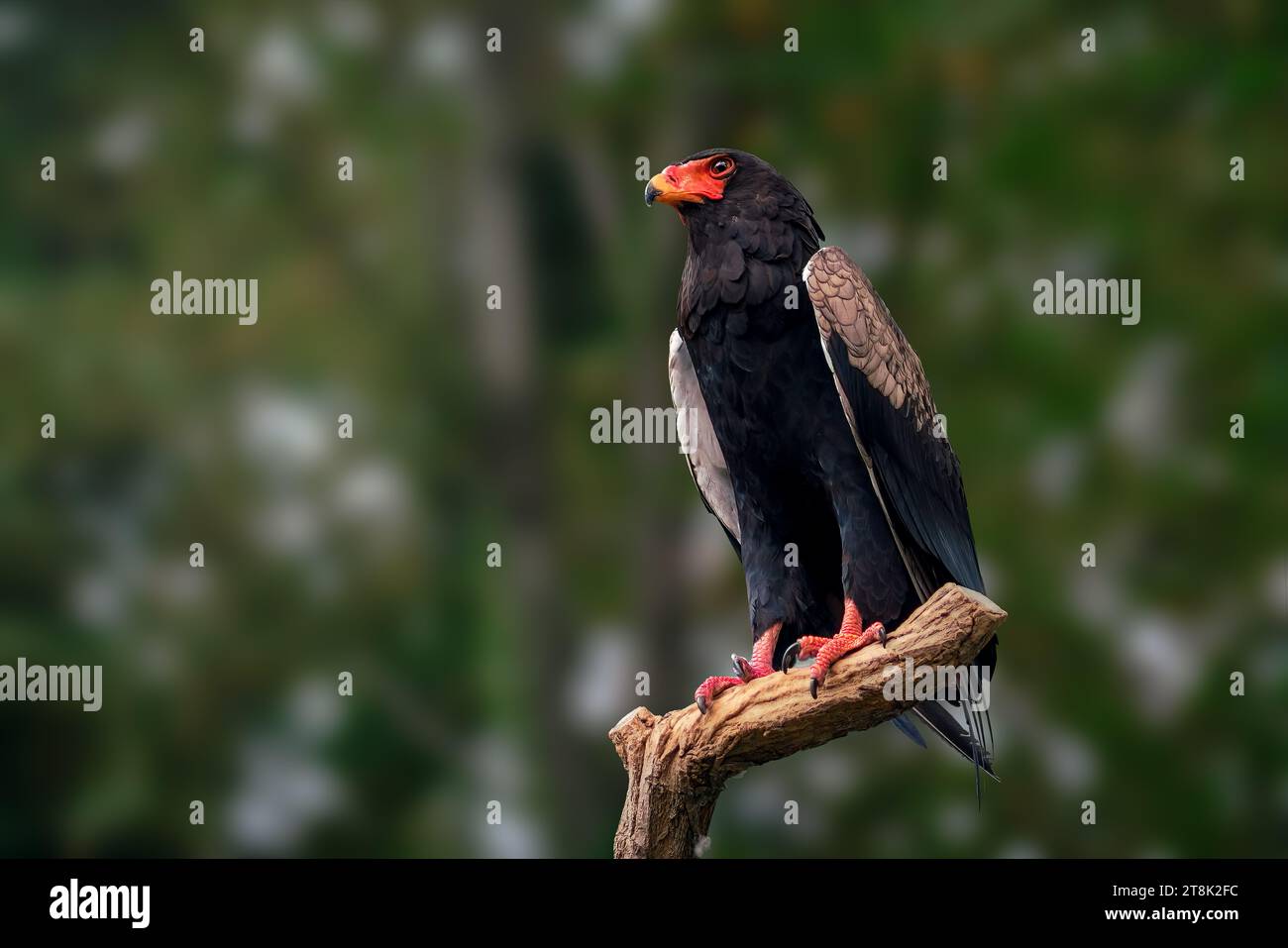 Bateleur Eagle (terathopius ecaudatus) - Bird of Prey Foto Stock