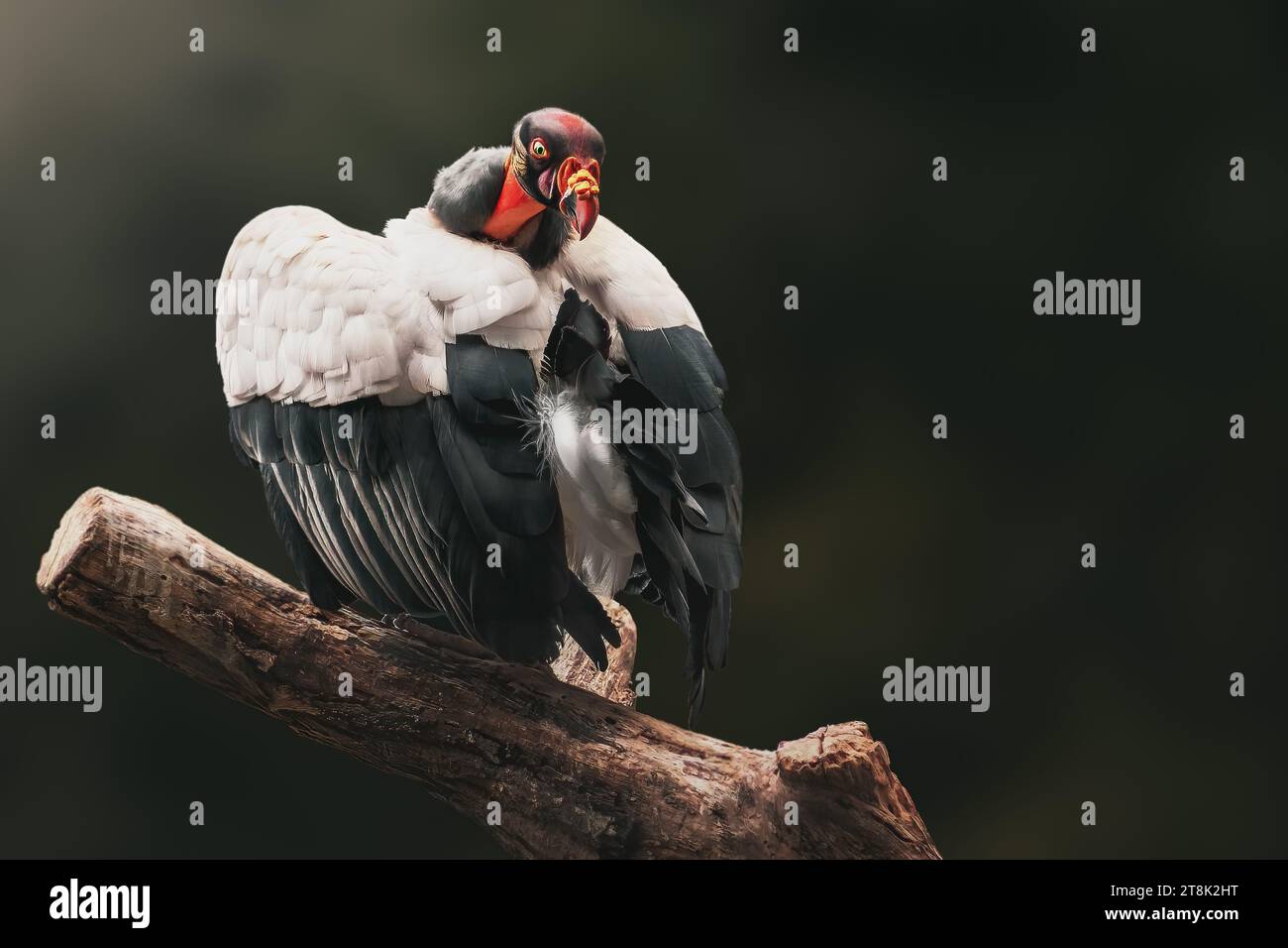 Avvoltoio re colorato (sarcoramphus papa) Foto Stock