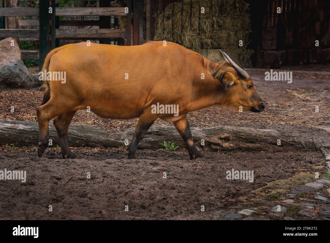 Bufalo forestale (syncerus caffer nanus) Foto Stock
