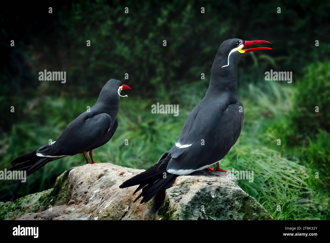 Uccelli Inca Tern (larosterna inca) Foto Stock