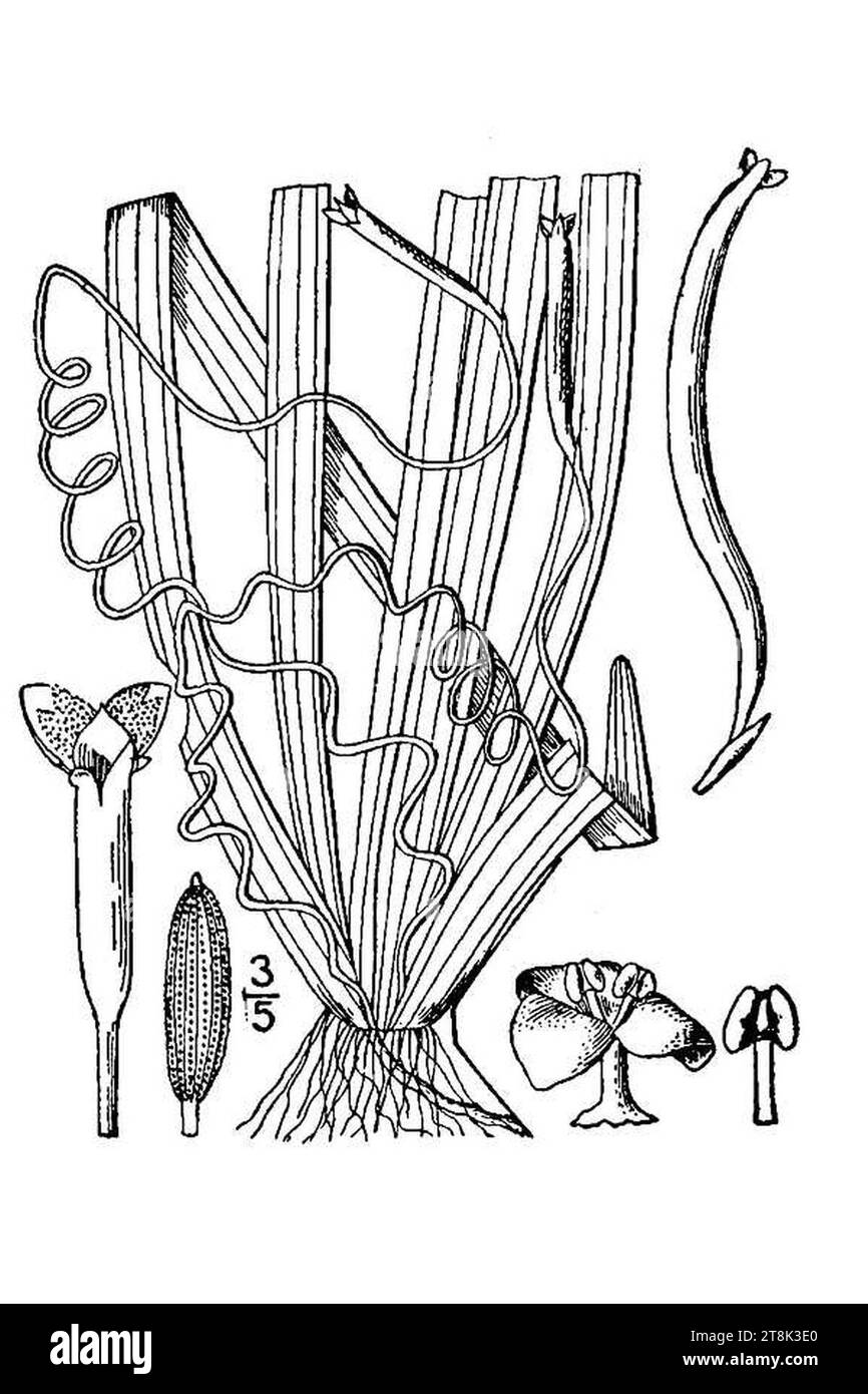 Vallisneria spiralis vasp 001 lvd. Foto Stock