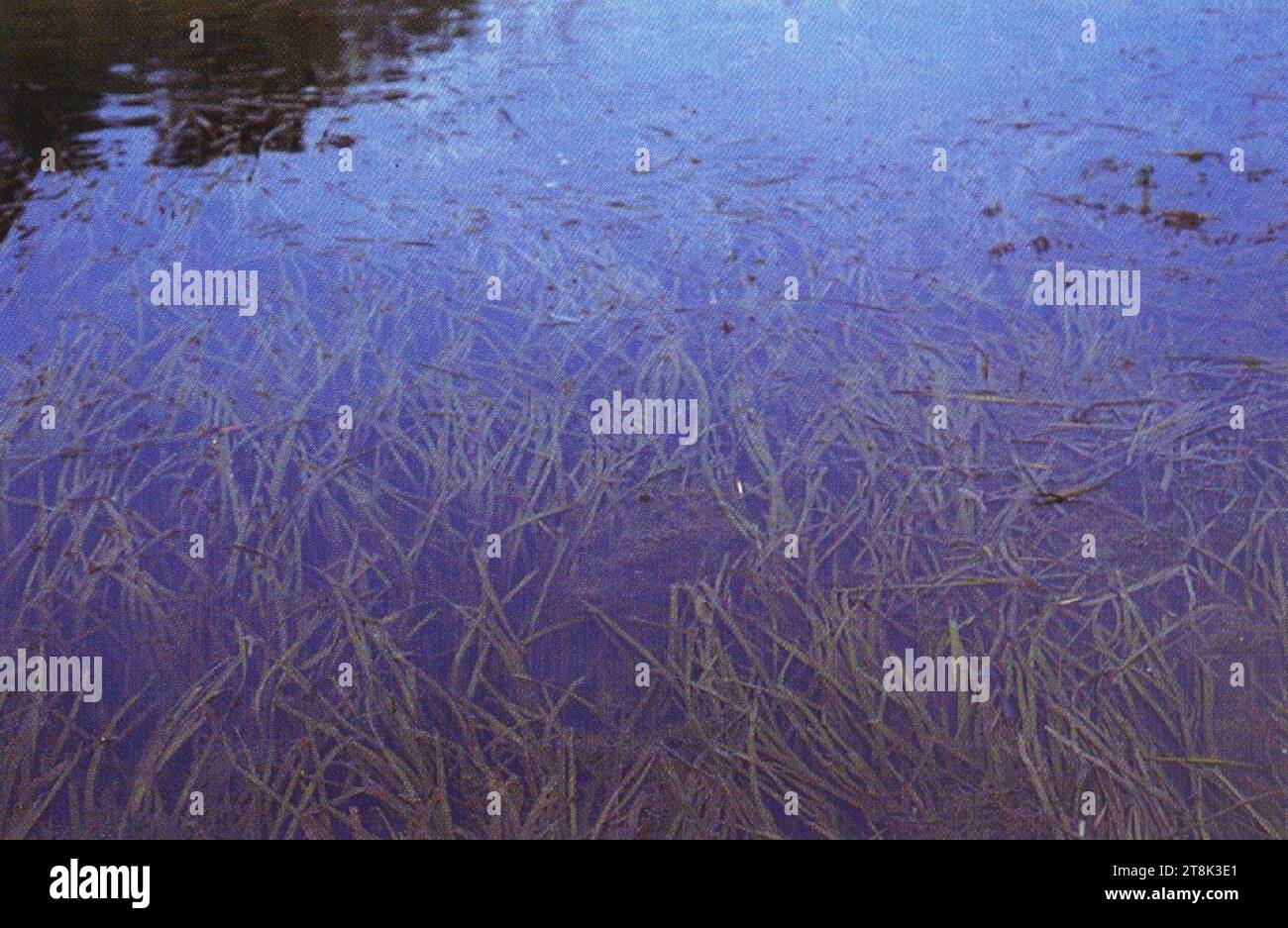 Vallisneria spiralis vaam3 001 php. Foto Stock