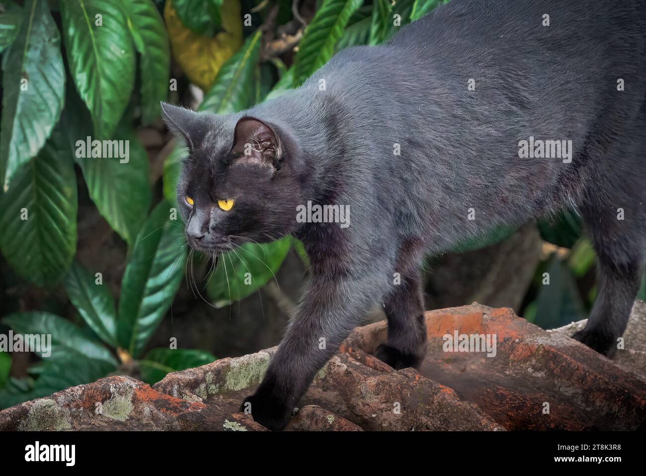 Gatto Nero disperso che cammina su un tetto Foto Stock