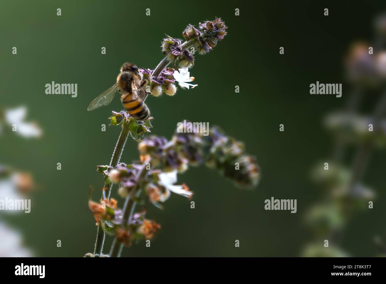 Il miele delle api su un fiore Foto Stock