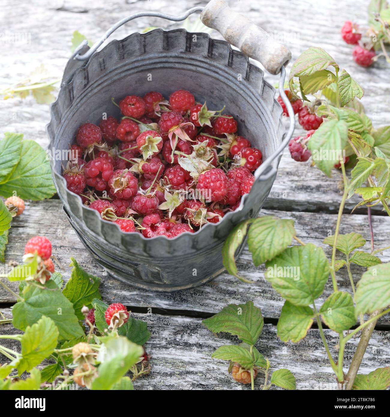 Lampone rosso europeo (Rubus idaeus), raccolto lamponi in un secchio, Germania Foto Stock