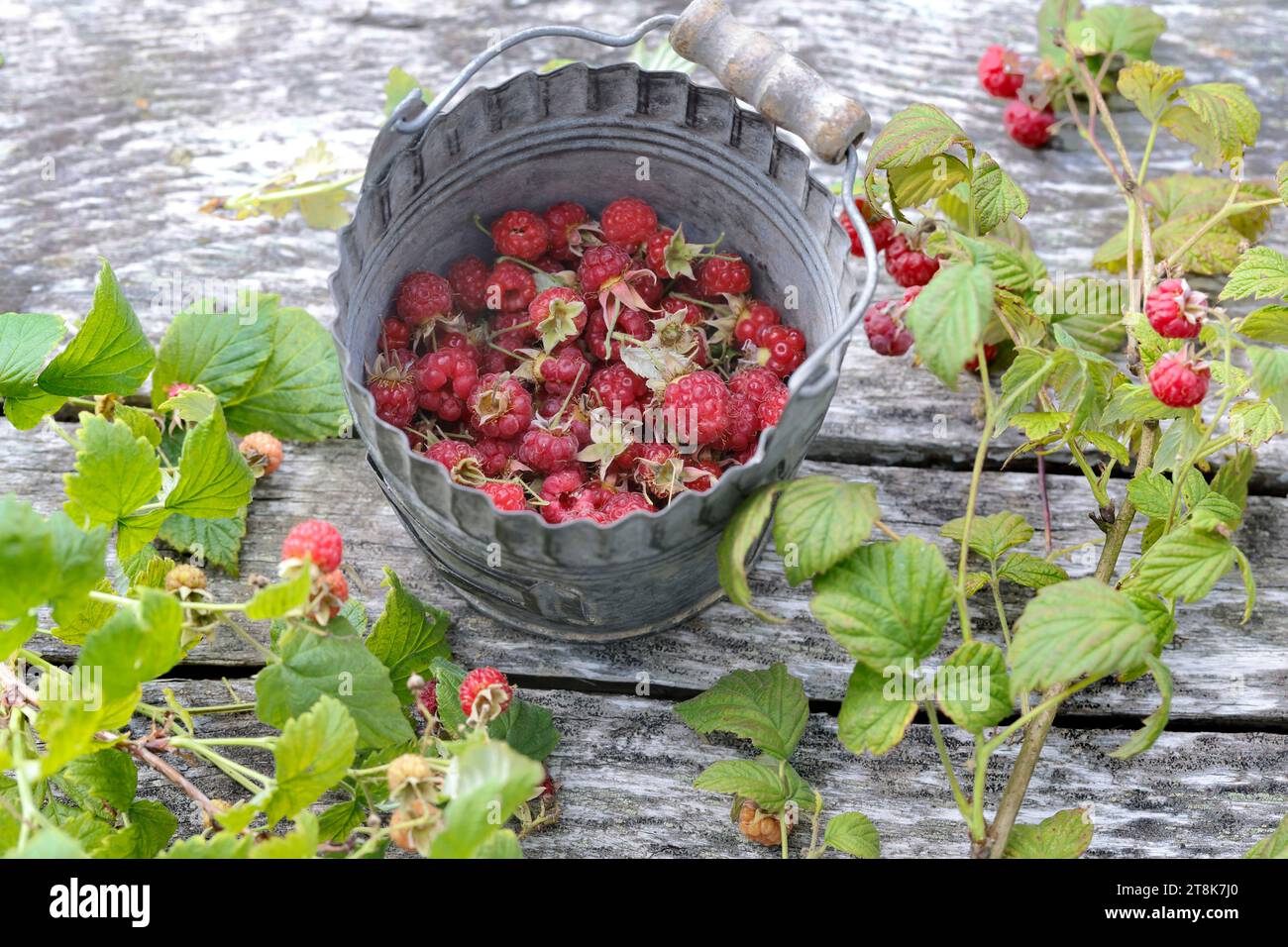 Lampone rosso europeo (Rubus idaeus), raccolto lamponi in un secchio, Germania Foto Stock