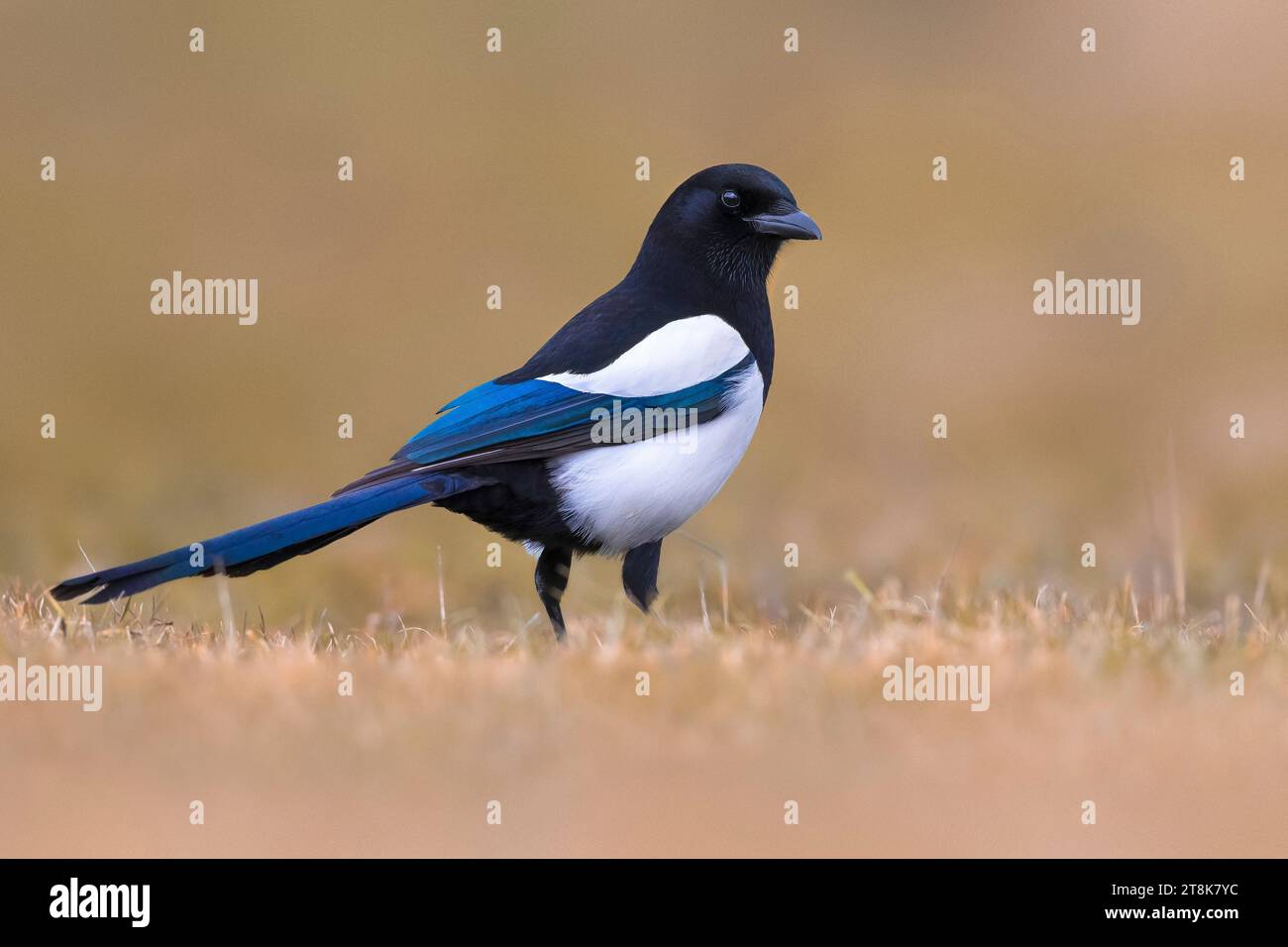 Magpie a becco nero, magpie eurasiatiche, magpie comuni (Pica pica), appollaiate in un prato asciutto, vista laterale, Italia, Toscana Foto Stock