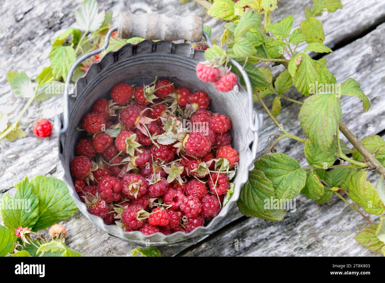 Lampone rosso europeo (Rubus idaeus), lamponi raccolti in secchio, Germania, 1 Foto Stock