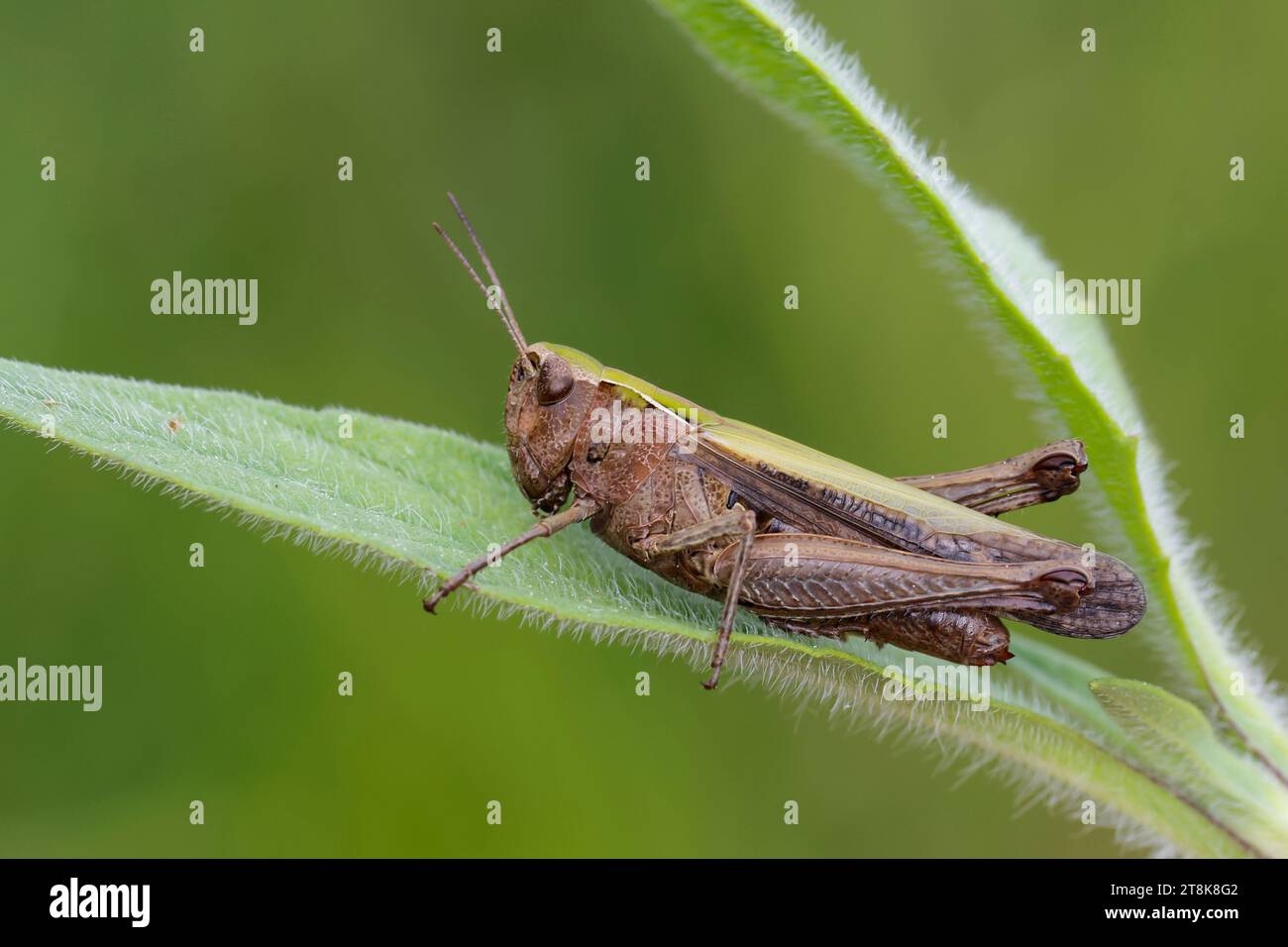 Cavalletta forestale (Omocestus rufipes, Omocestus ventralis), femmina, Croazia Foto Stock