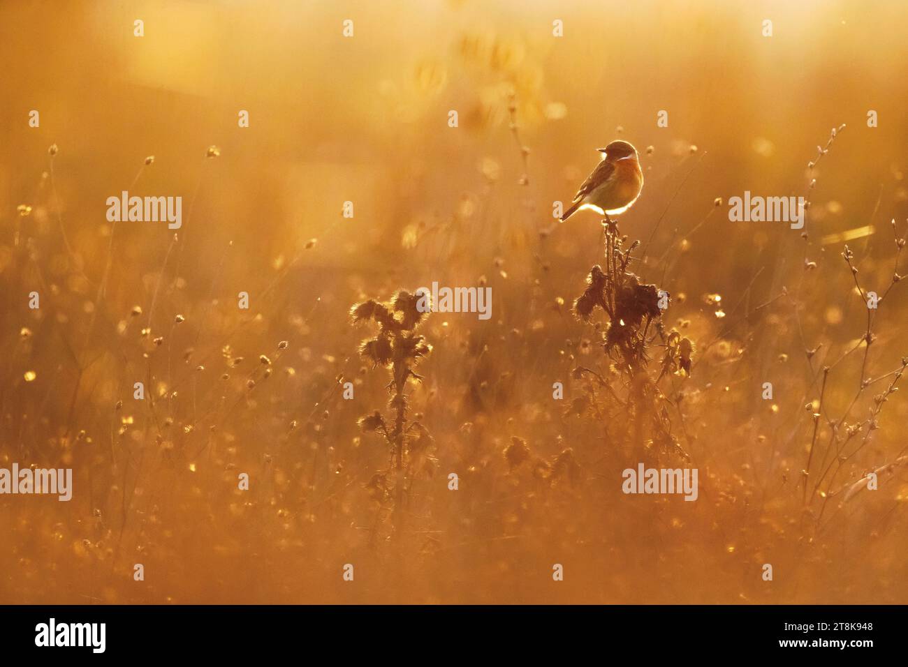 Stonechat comune (Saxicola rubicola, Saxicola torquata rubicola), arroccata in bassa vegetazione al mattino, vista laterale, Italia, Toscana Foto Stock