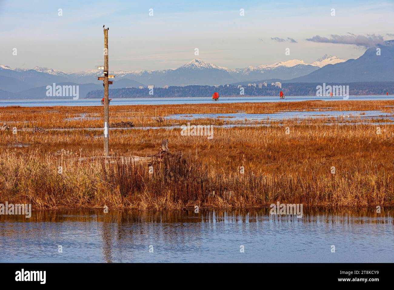 Scatole di nidificazione viola Martin in una palude costiera di Richmond, British Columbia, Canada Foto Stock