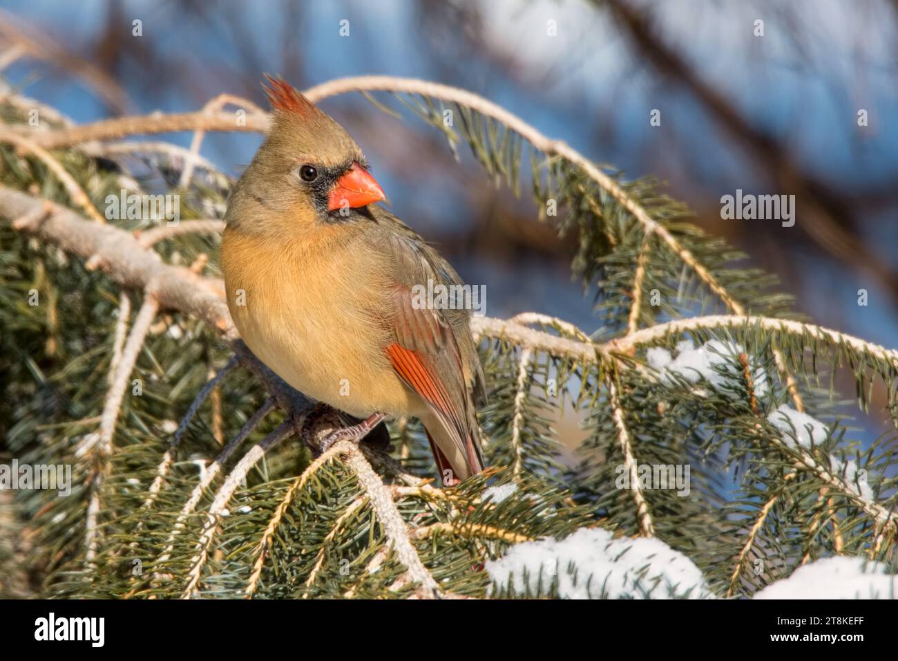 Primo piano femmina Northern Cardinal arroccata nei boughs di abete bianco nella Chippewa National Forest, Minnesota settentrionale, USA Foto Stock