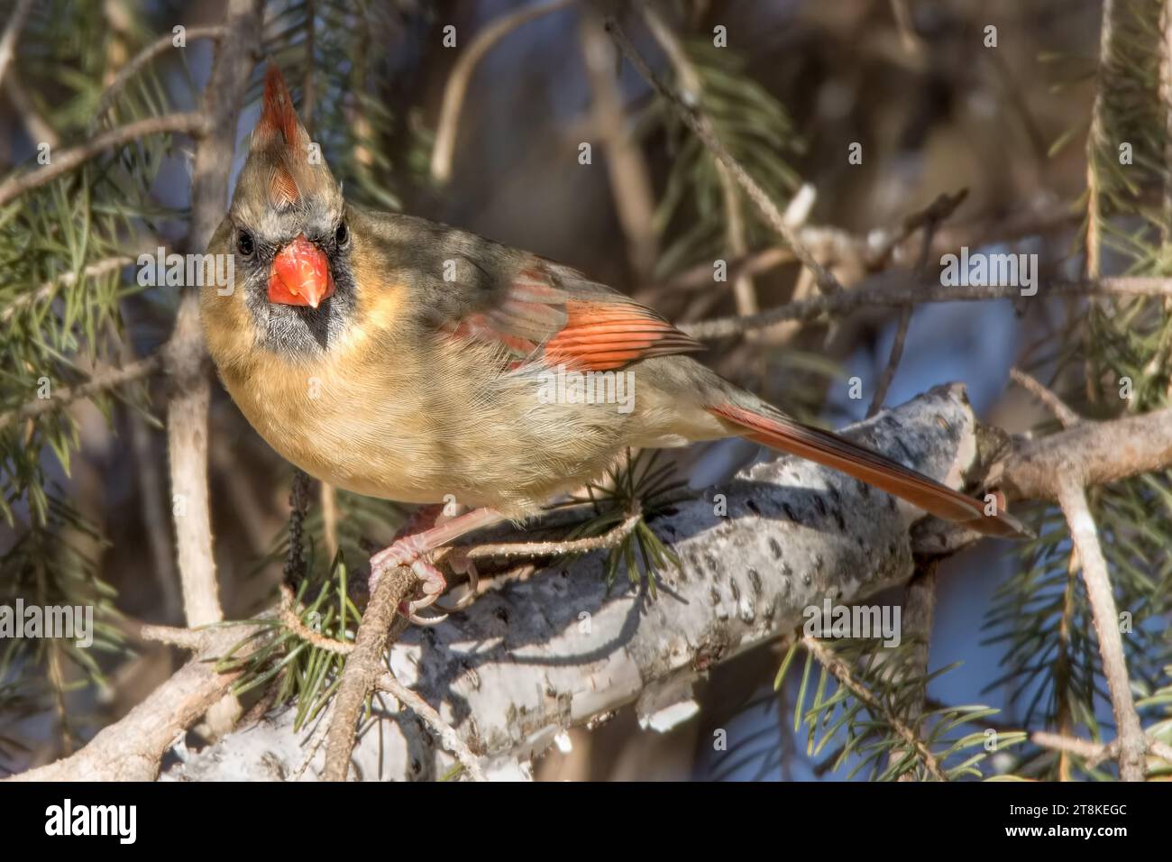 Primo piano femmina Northern Cardinal arroccata nei boughs di abete bianco nella Chippewa National Forest, Minnesota settentrionale, USA Foto Stock