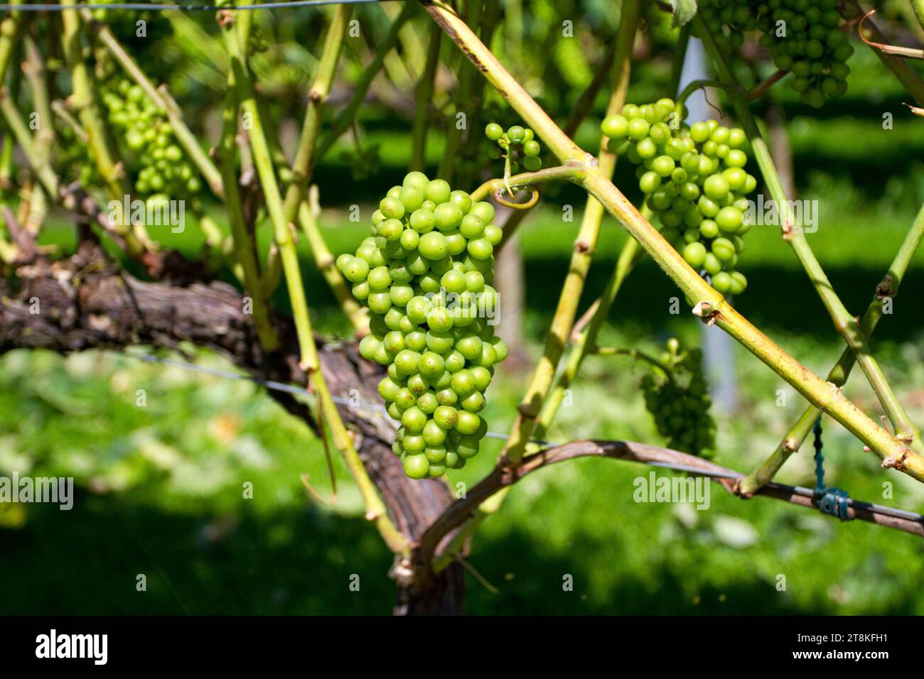 Grappoli di uva verde per la vinificazione su una vite nel Somerset, Inghilterra, GB Foto Stock