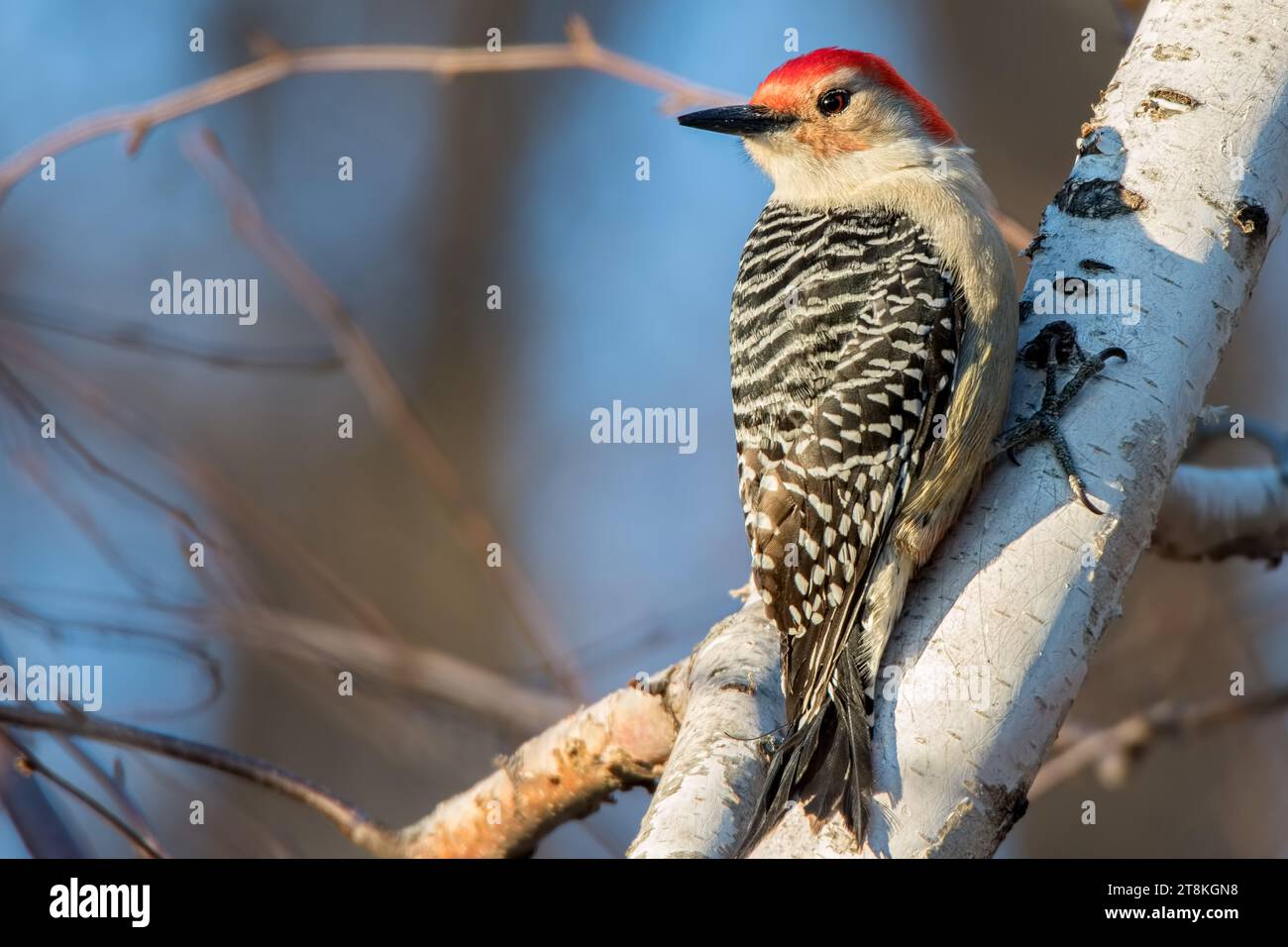 Primo piano picchio dai becchi rossi (Melanerpes carolinus) arroccato su betulla bianca nella Chippewa National Forest, Minnesota settentrionale USA Foto Stock