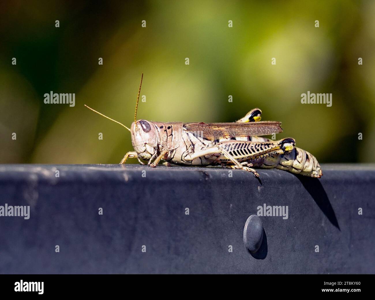 Una cavalletta americana seduta su una recinzione in ferro battuto su uno sfondo verde sfocato Foto Stock