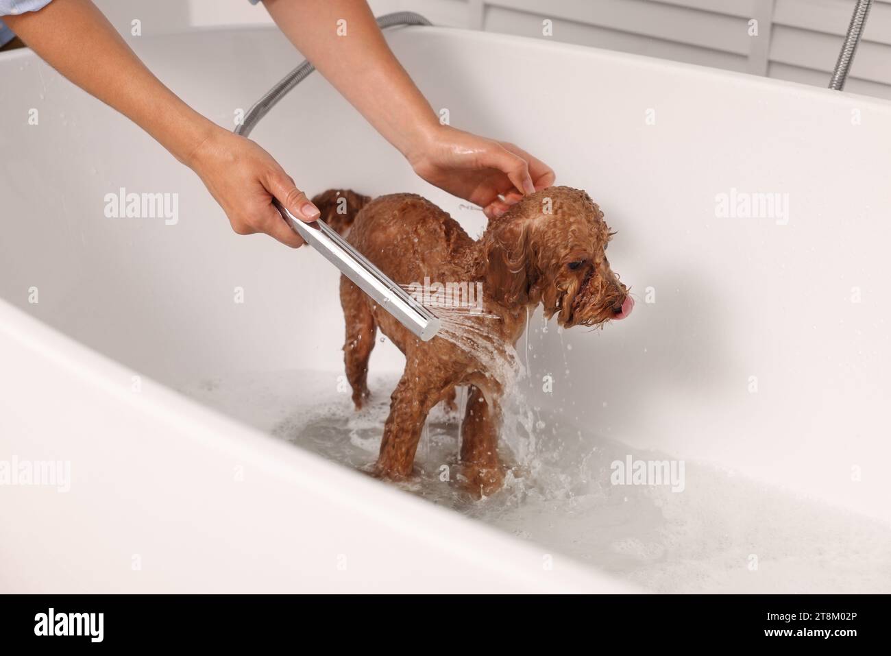 Donna che lavava il grazioso cane Maltipoo nella vasca da bagno al coperto. Adorabile animale domestico Foto Stock