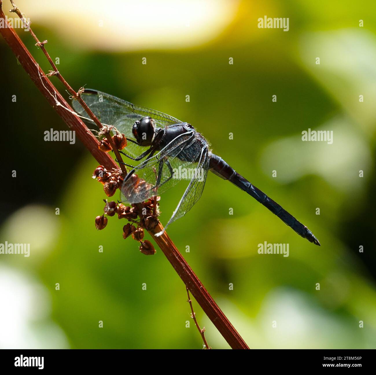 una libellula blu scuro arroccata su un ramoscello su uno sfondo verde sfocato Foto Stock