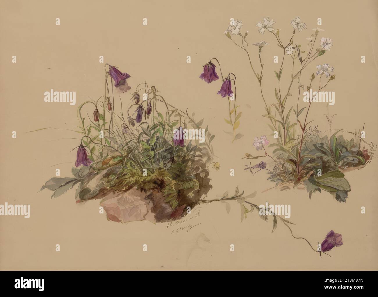 Bellflowers, Marie Lippert-Hoerner (Vienna 1860 - 1932 Vienna), 1886, disegno, disegno preliminare a matita, acquerello, 23,9 x 31 cm (9 7/16 x 12 3/16 pollici), M.u. '16 giugno 86, Aflenz Foto Stock