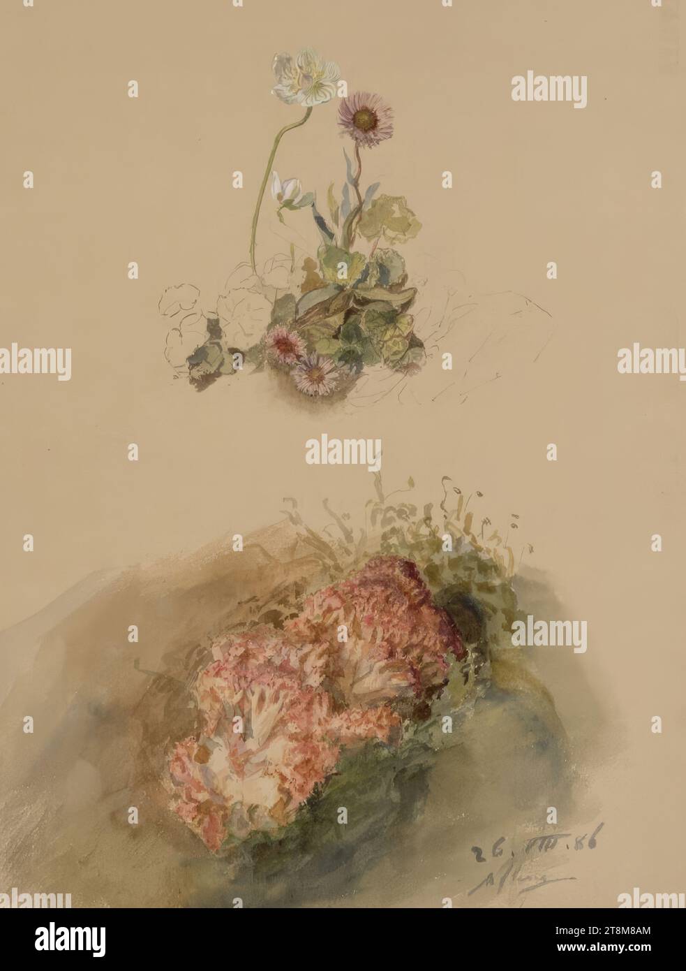 Daisy, Bear Claw, Marie Lippert-Hoerner (Vienna 1860 - 1932 Vienna), 1886, disegno, disegno preliminare a matita, acquerello, 31,3 x 23,7 cm (12 5/16 x 9 5/16 poll.), r.l. '26.VIII.86, Aflenz Foto Stock