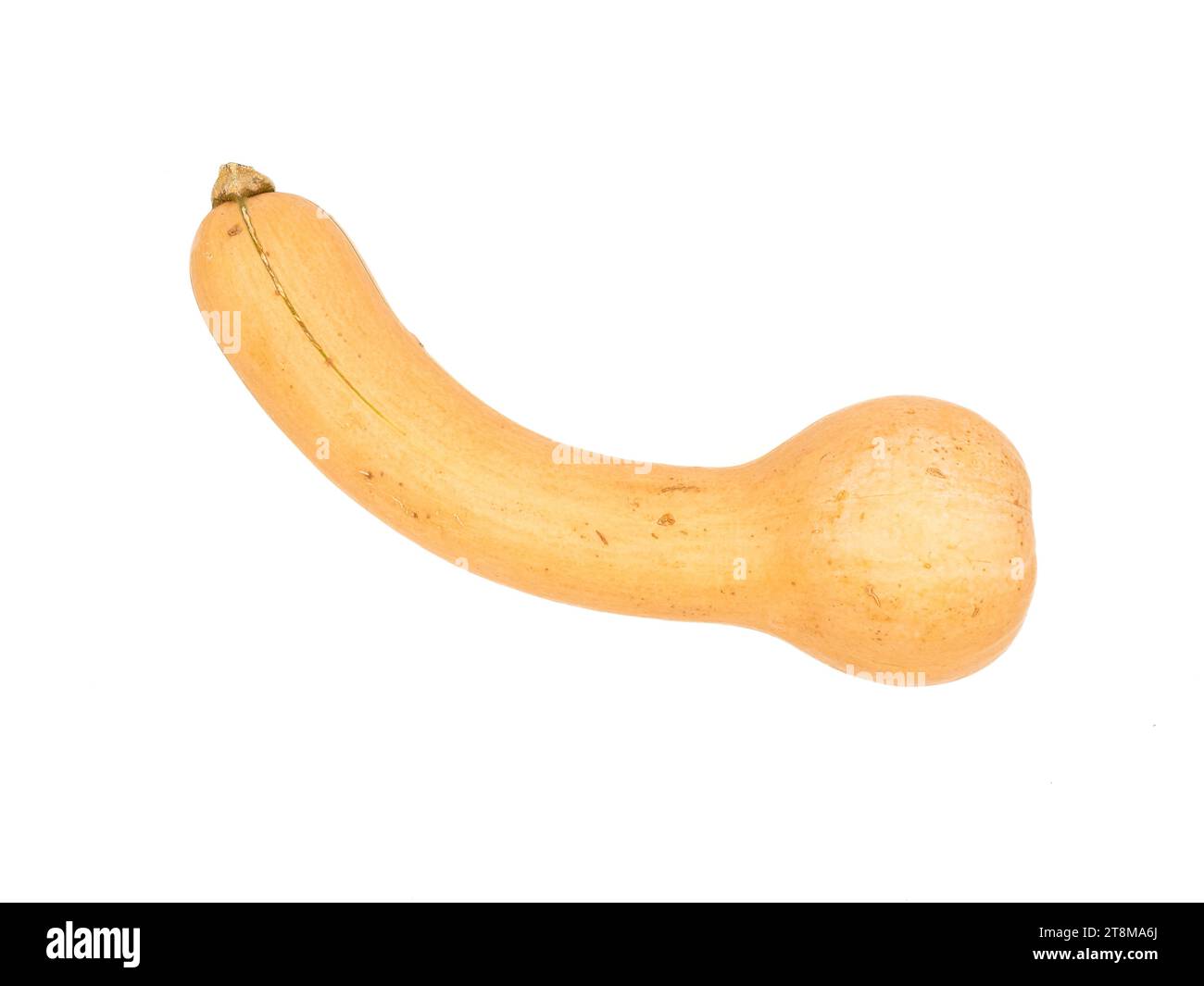 Uno squash di zucca, stranamente simile a un organo umano, si trova isolato su uno sfondo bianco. Foto Stock