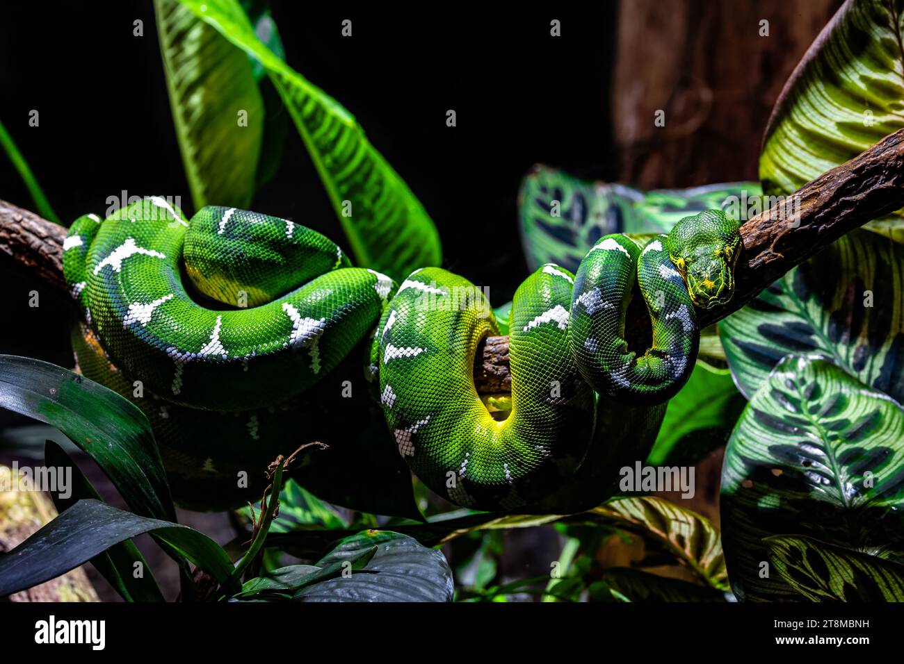 Emerald Tree Boa arroccato su un ramo Foto Stock