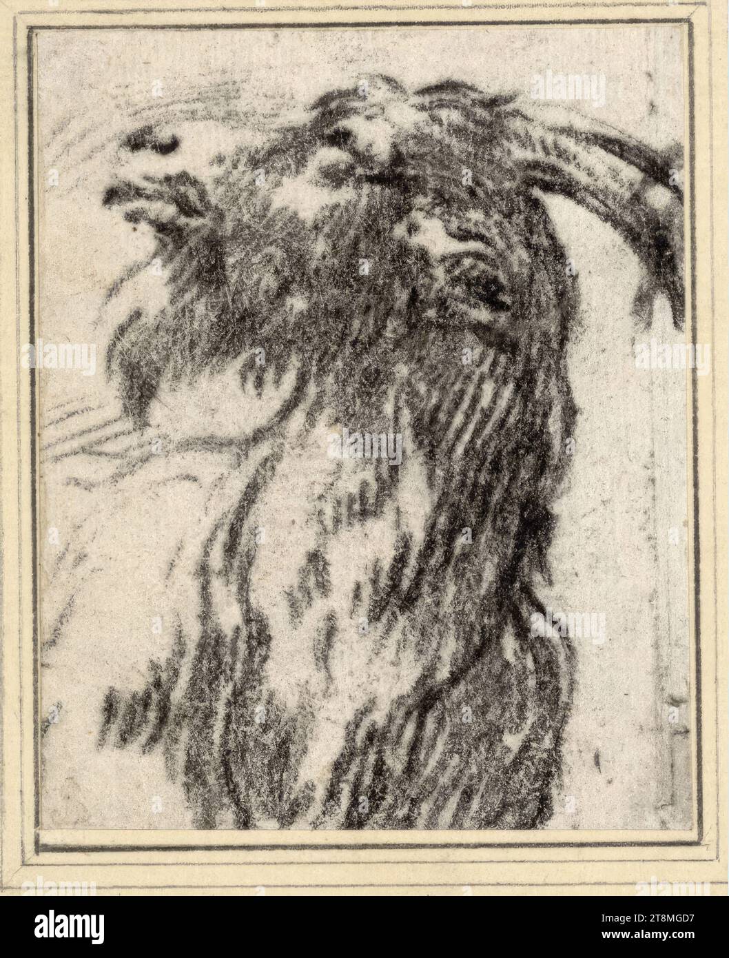 Testa di capra, Philipp Peter Roos (Francoforte sul meno 1655/57 - 1706 Roma), disegno, gesso nero, 10,7 x 8,6 cm, l. e duca Alberto di Sassonia-Teschen Foto Stock