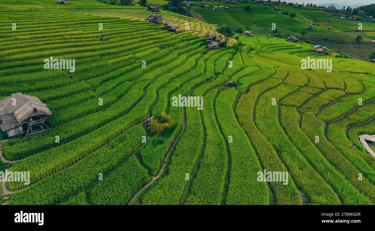 Paesaggio di verdi terrazze di riso in mezzo all'agricoltura di montagna. Destinazioni di viaggio a Chiangmai, Thailandia. Campi di riso terrazzati. Agricoltura tradizionale. Foto Stock