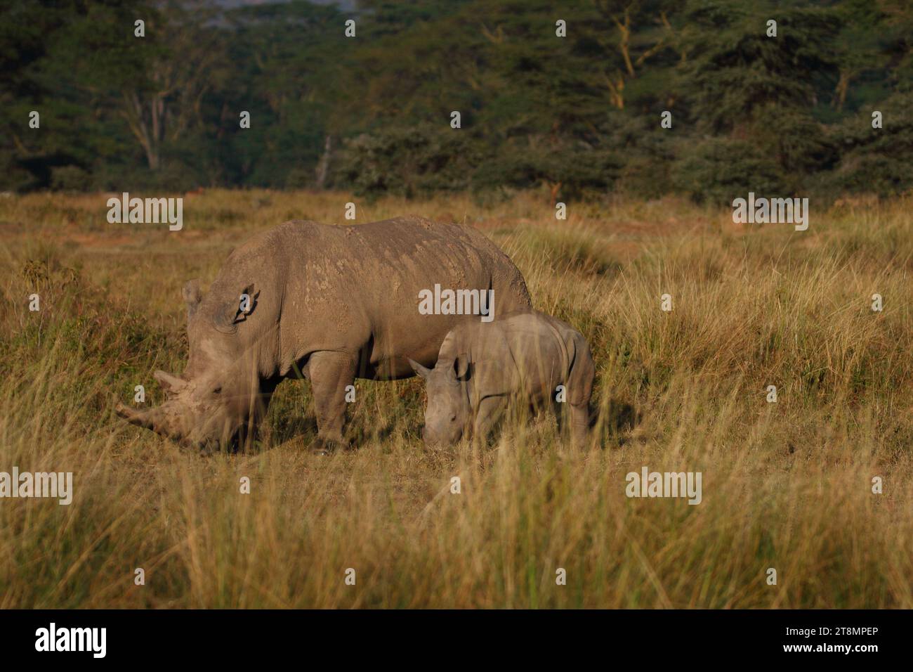 Fauna selvatica del lago Nakuru - Kenya Foto Stock