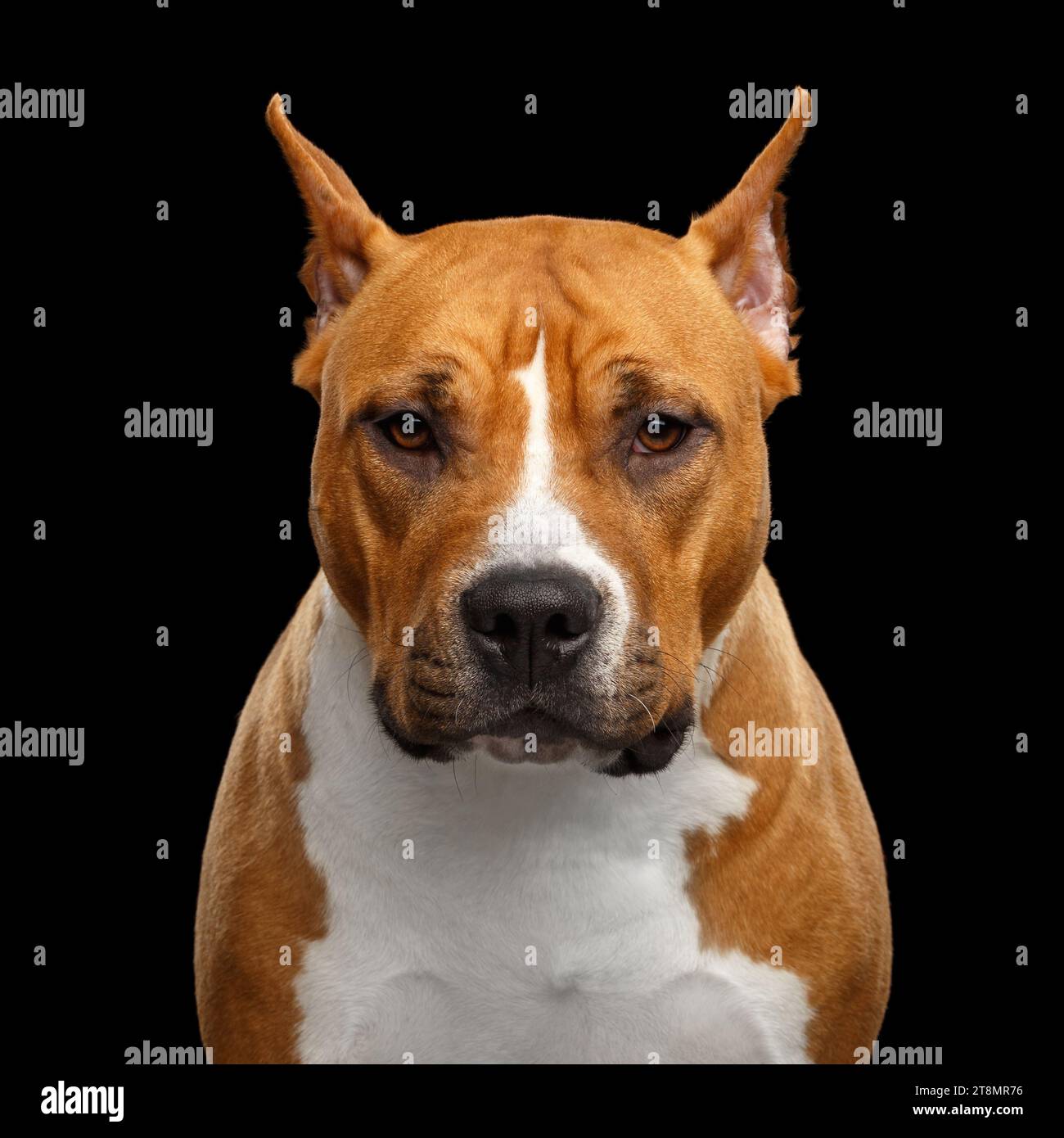 Ritratto di Brown American Staffordshire Terrier Dog guardando la macchina fotografica seriamente isolata su sfondo nero Foto Stock