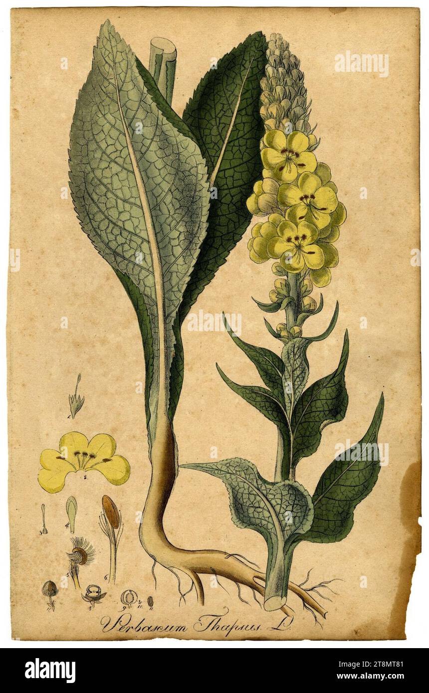 Verbascum thapsus Mann. Foto Stock