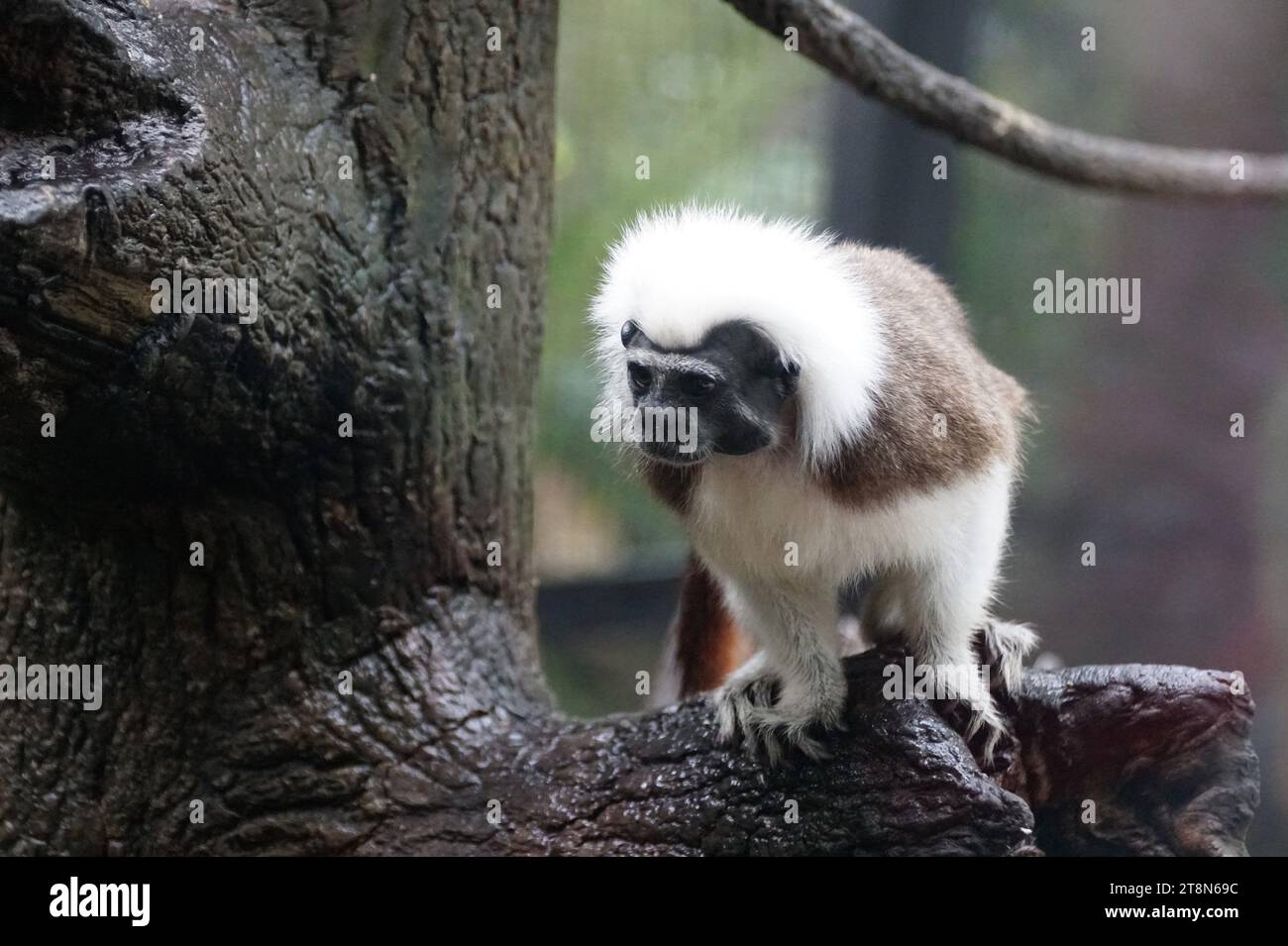 Primo piano di un tamarin in cotone su un albero Foto Stock