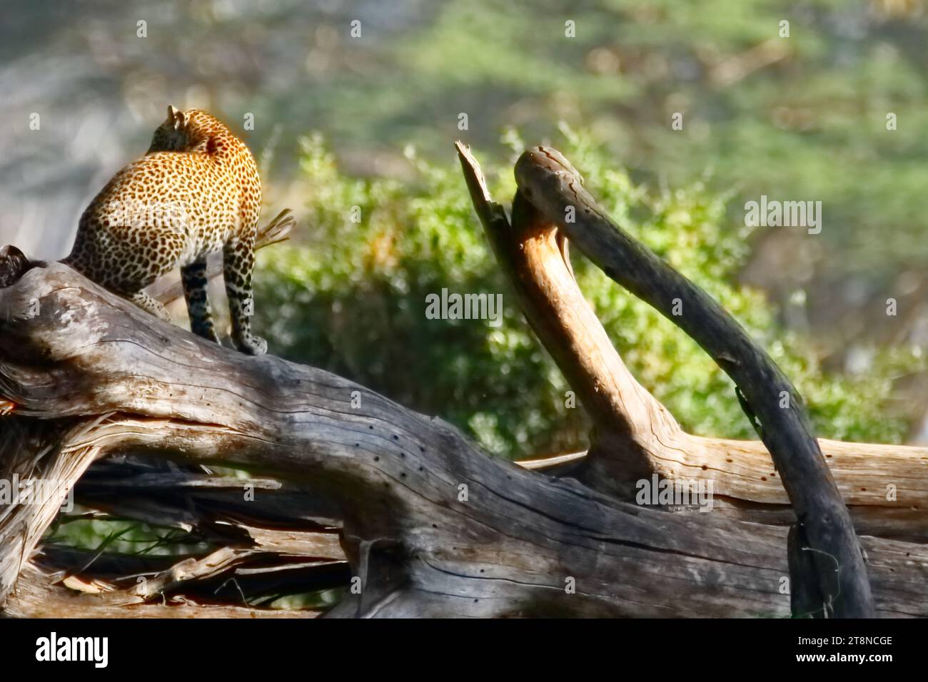 Fauna selvatica del lago Nakuru - Kenya Foto Stock