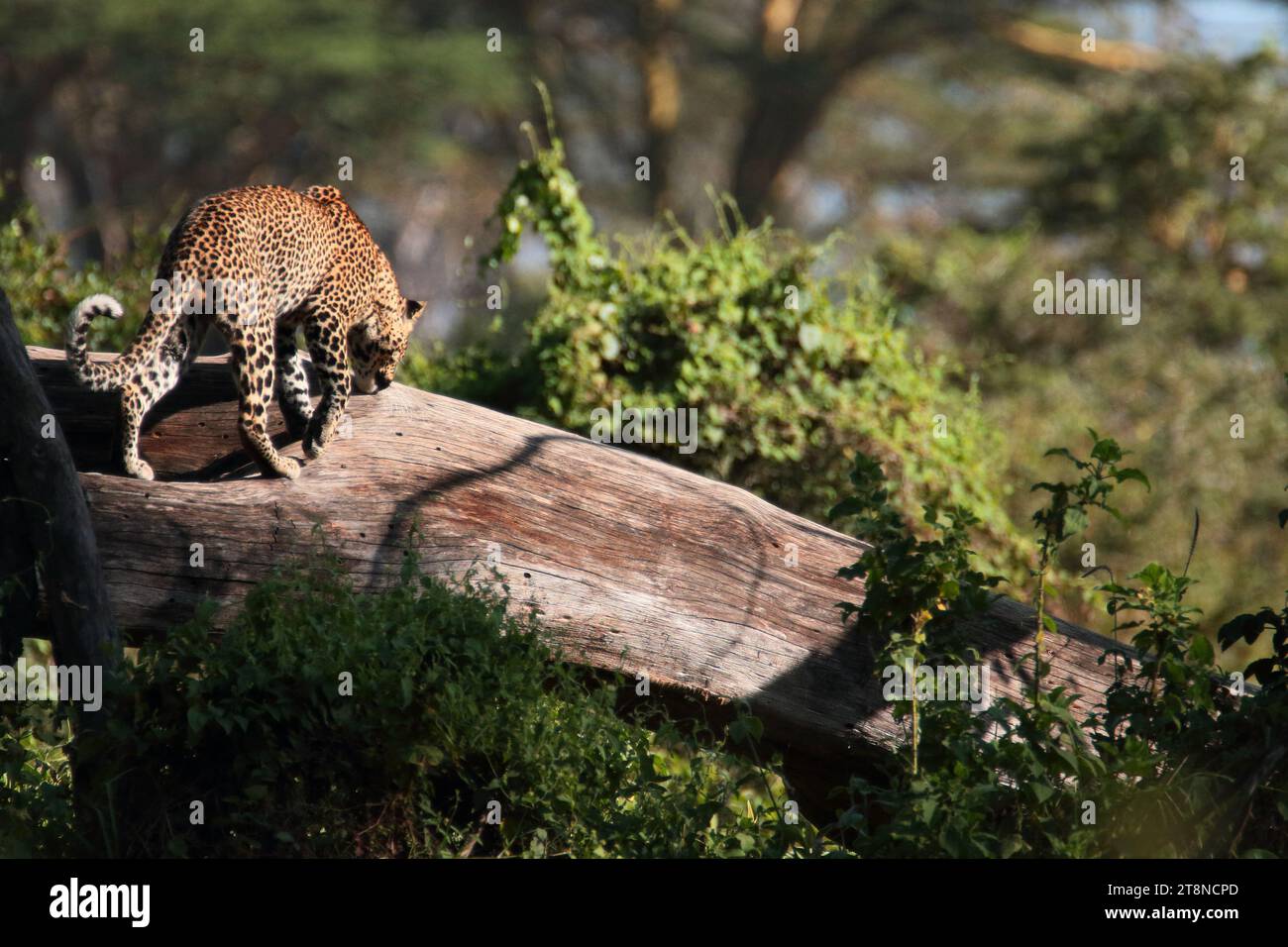 Fauna selvatica del lago Nakuru - Kenya Foto Stock