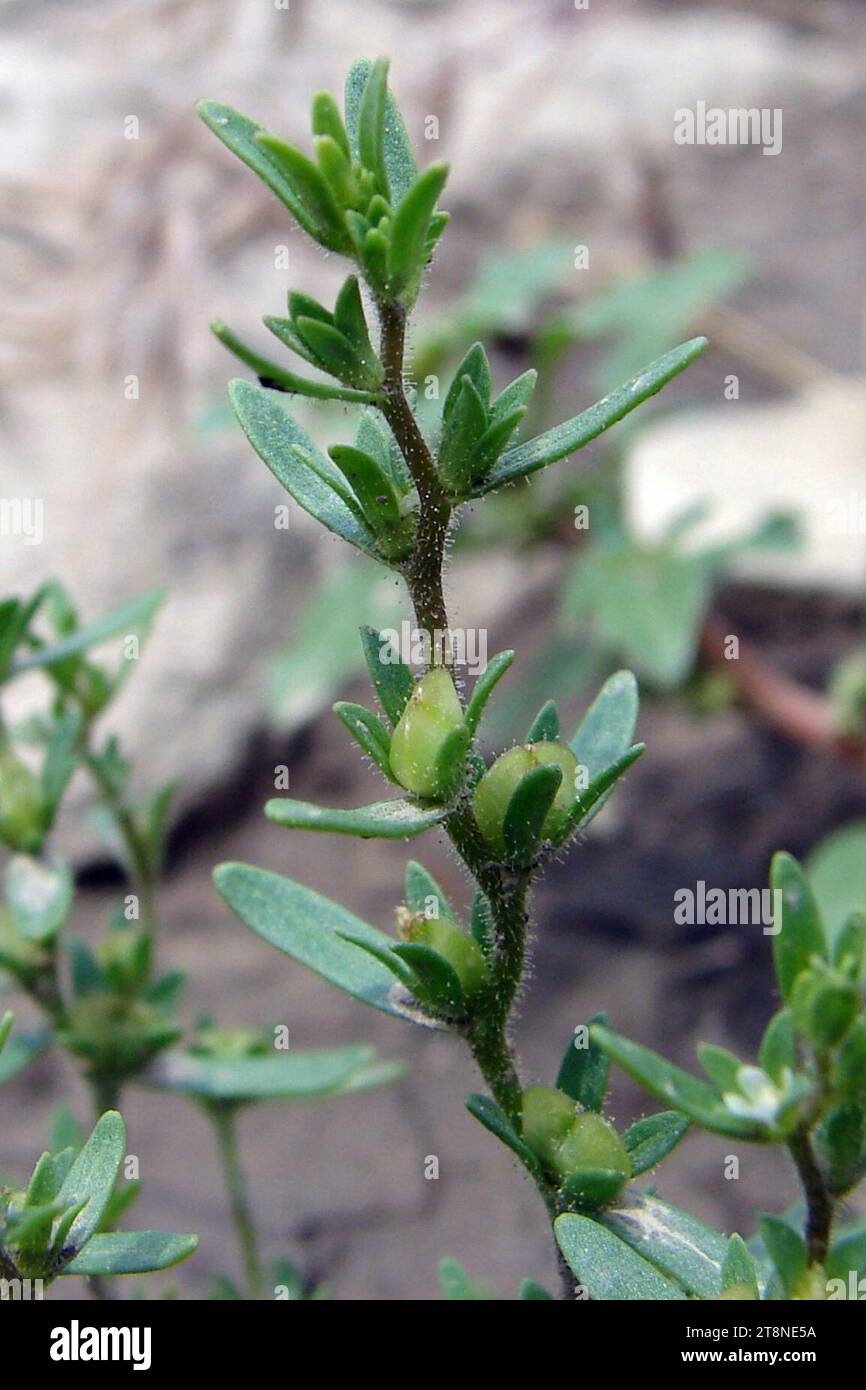 Veronica peregrina ssp xalapensis NRCS-1 (2x3). Foto Stock