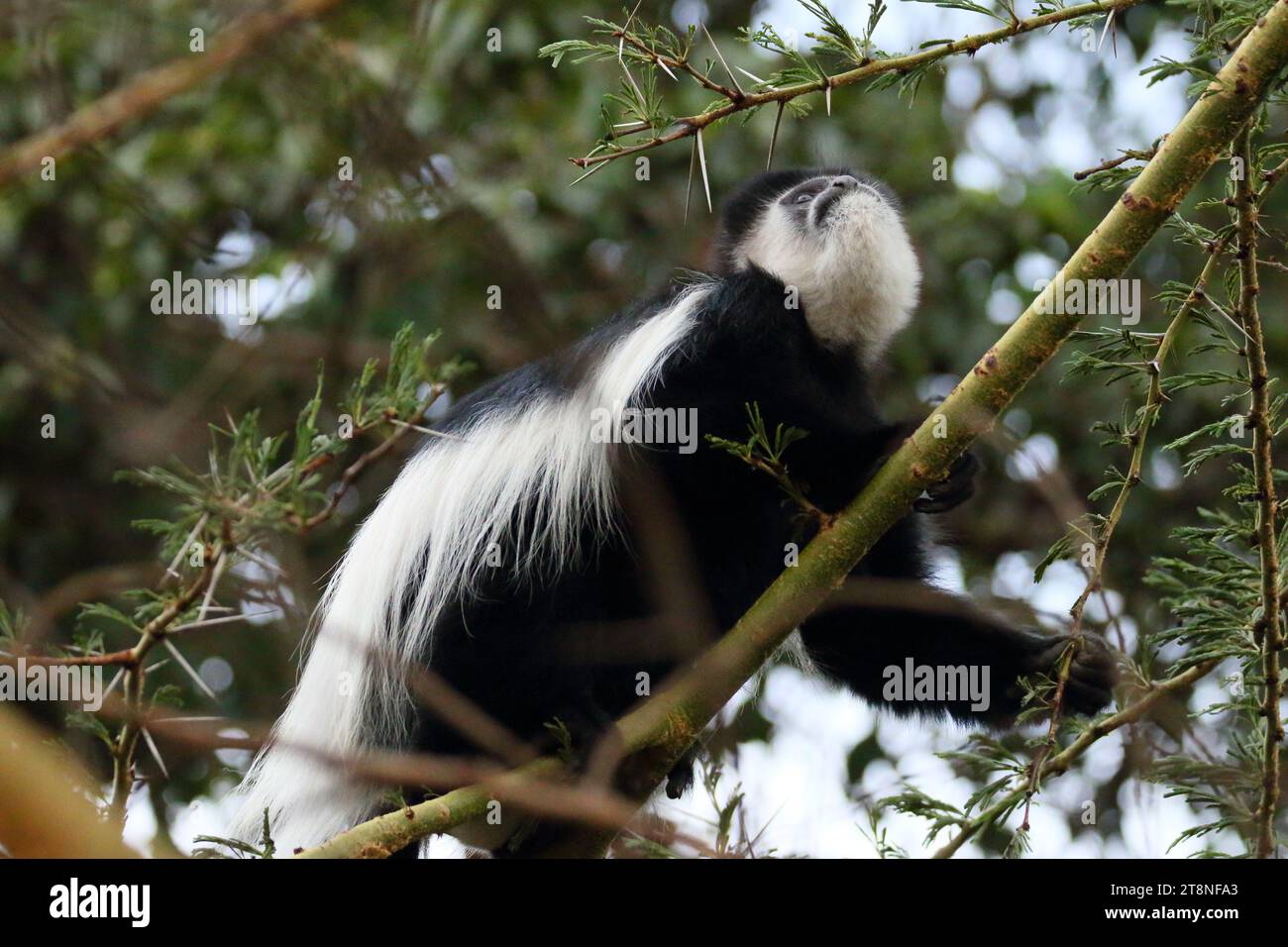 Fauna selvatica del lago Nakuru - Kenya Foto Stock